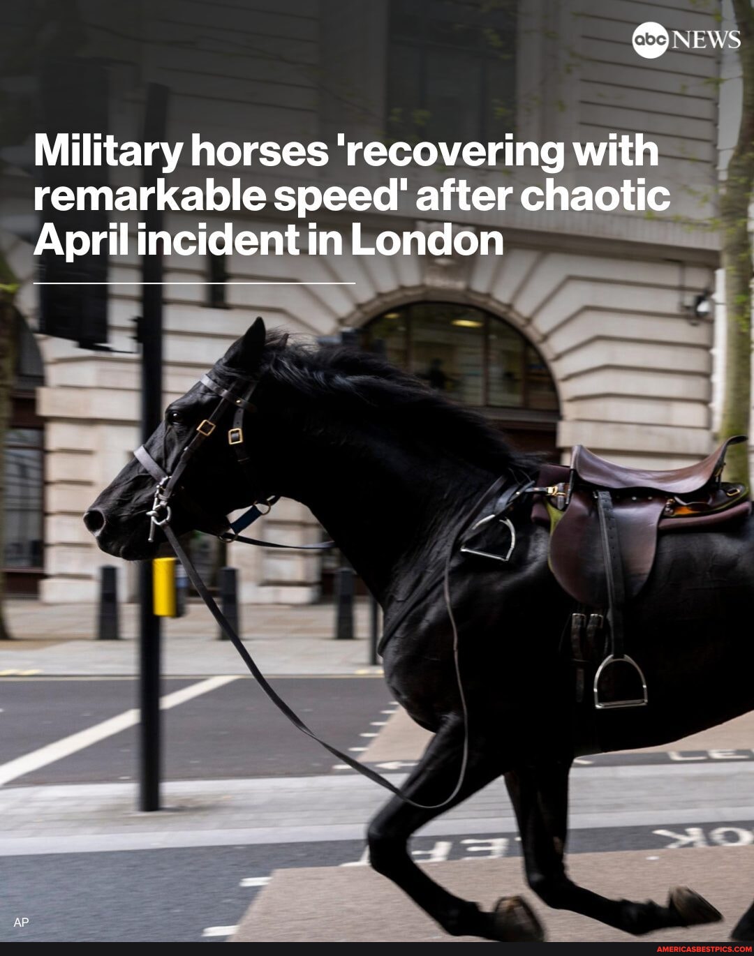 The Five Military Horses That Bolted And Injured Themselves As They Ran ...