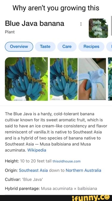 Why aren't you growing this Blue Java banana Plant Taste Care -Recipe ...