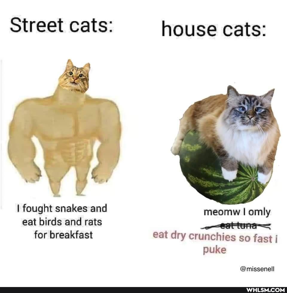 Street cats:
I fought snakes and eat birds and rats for breakfast
house cats:
we
meomw I omly
eat dry crunchies so fast puke
@missenell