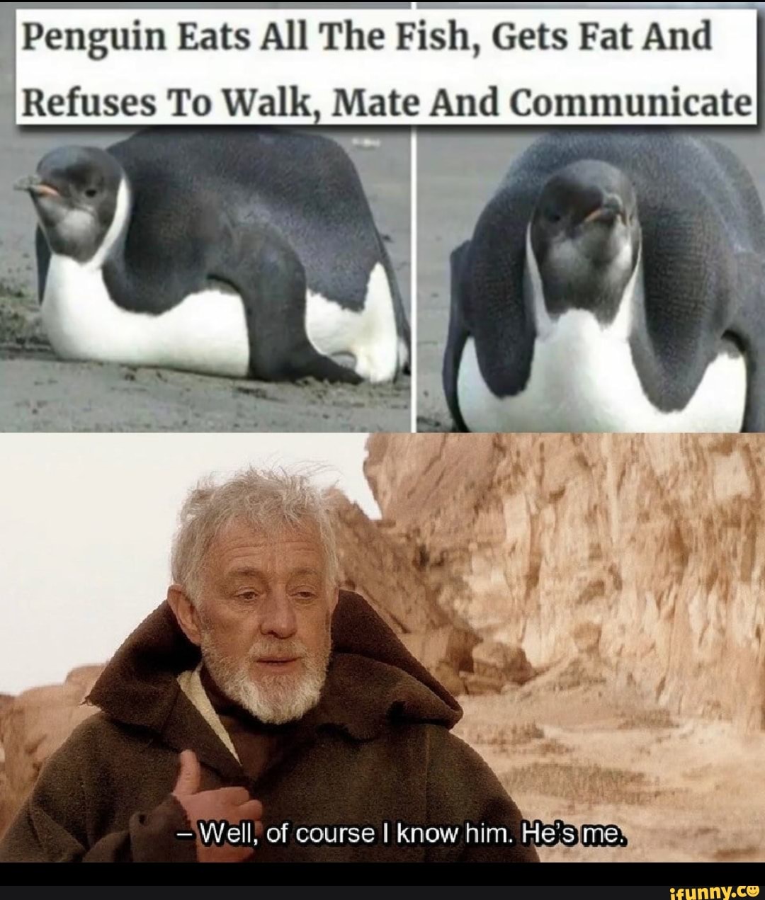 Penguin Eats Áll The Fish, Gets Fat And Refuses To Walk Mate And