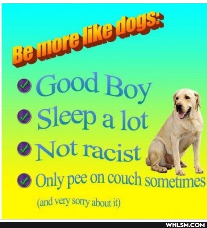@ Good Boy
Sleep a lot
Not racist
@ Only pee on couch someiimes
(and very sorry about it)