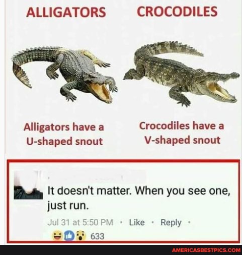 Alligators Crocodiles Alligators Have A Crocodiles Have A U-shaped 