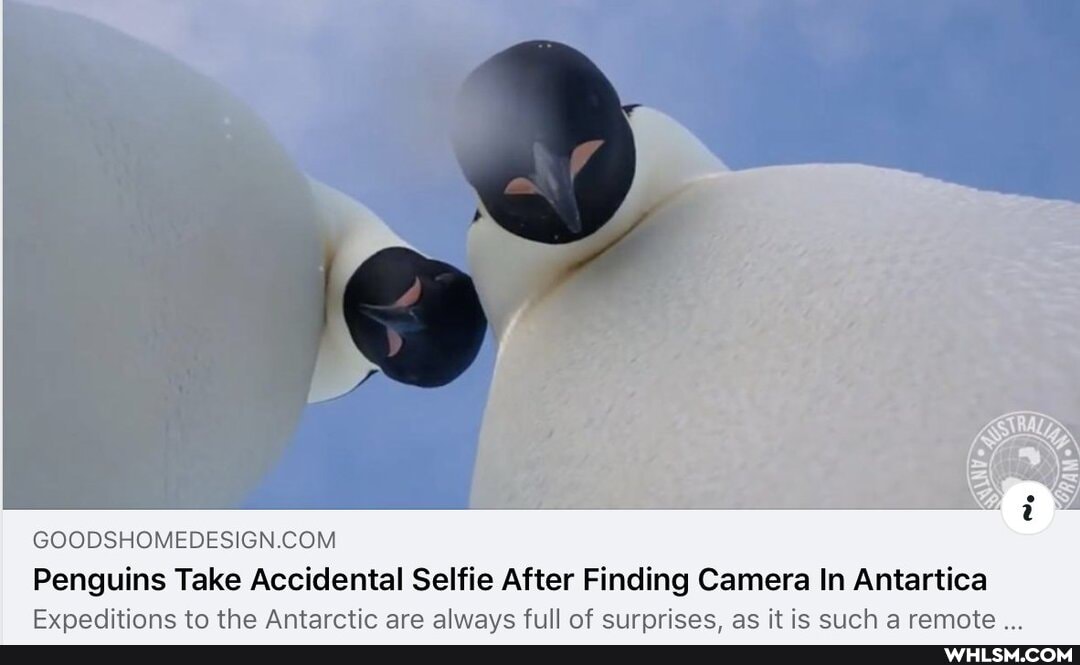 Penguins Take Accidental Selfie After Finding Camera In Antartica