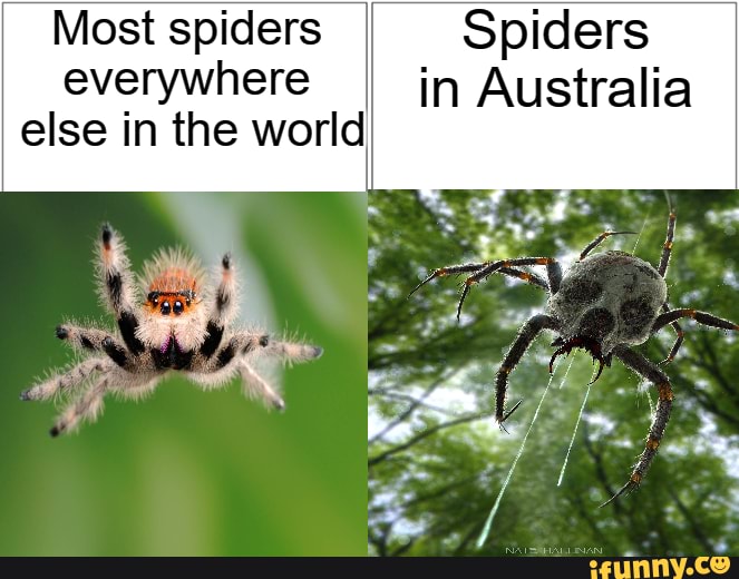 Most spiders Spiders everywhere in Australia else in the world - iFunny