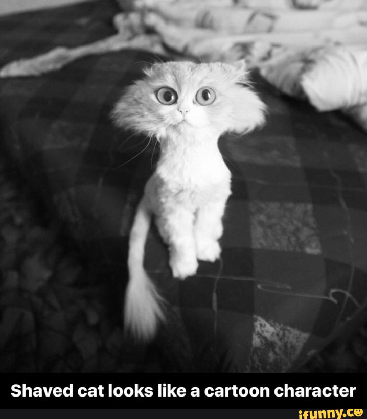 Now only cats will follow me
