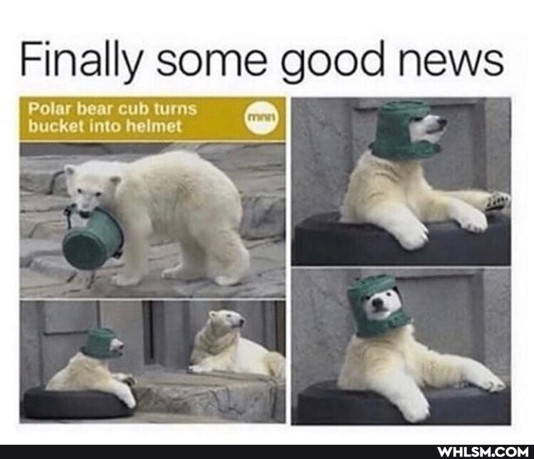 Finally some good news
Polar bear cub turns bucket into helmet