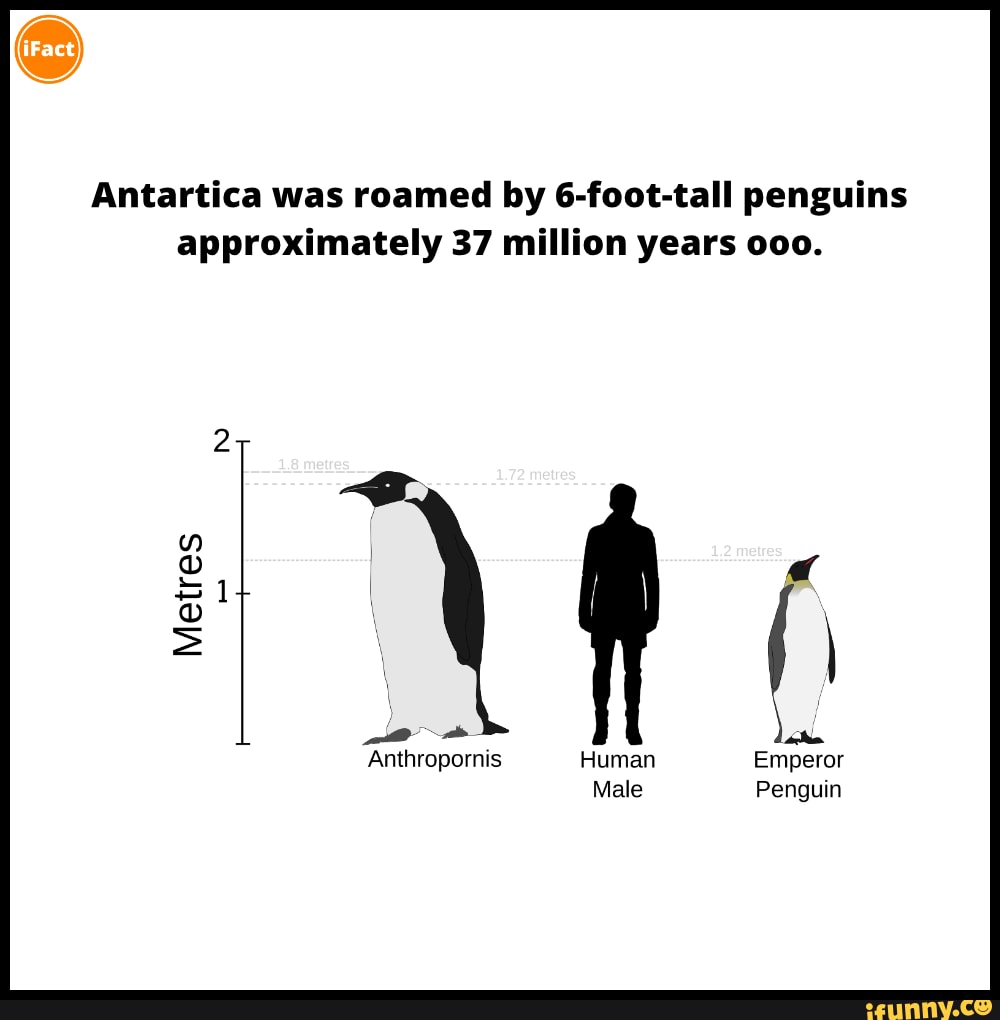 antartica-was-roamed-by-6-foot-tall-penguins-approximately-37-million