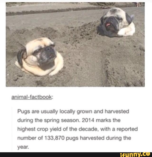 Pugs am usually locally grown and harvested
during me spring season. 2014 marks the
highest crop yield o' the decade. with a reported
number ol 133.870 pugs harvested during the
year.
