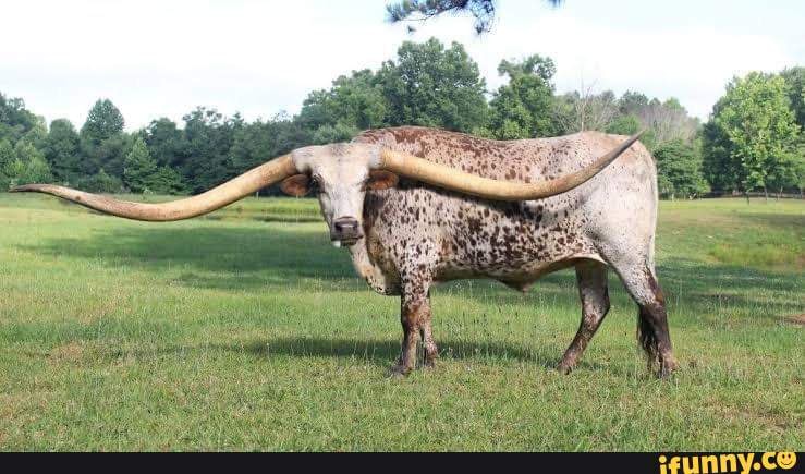 Texan longhorn cow holds world record for longest horns span. They ...