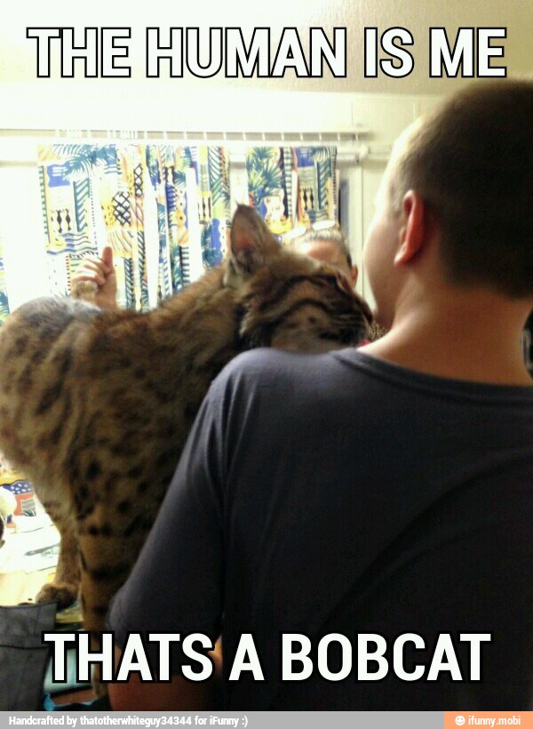 THATS' A BOBCAT