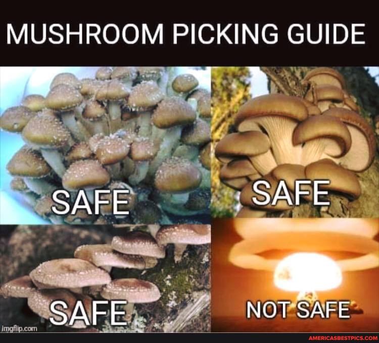 MUSHROOM PICKING GUIDE
" SAFE SAFE
CAFF NOT SAFE