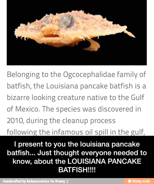 Belonging to the Ogcocephalidae family of batfish, the Louisiana
