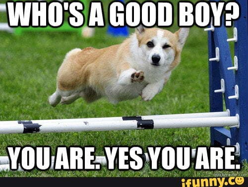 'WHO'S'A GOOD BOY?
VOILARESVES. ARE!