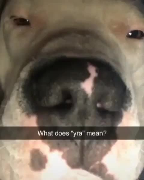 what does yra mean ifunny ifunny