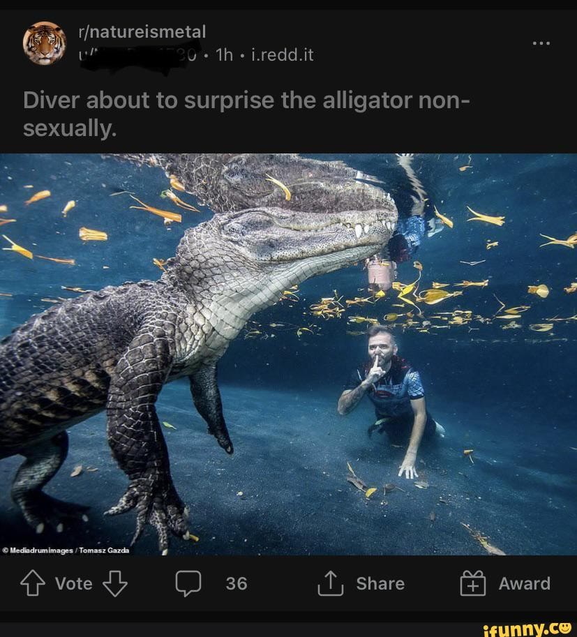 Th Iredd.it Diver About To Surprise The Alligator Non- Tnatureismetal 