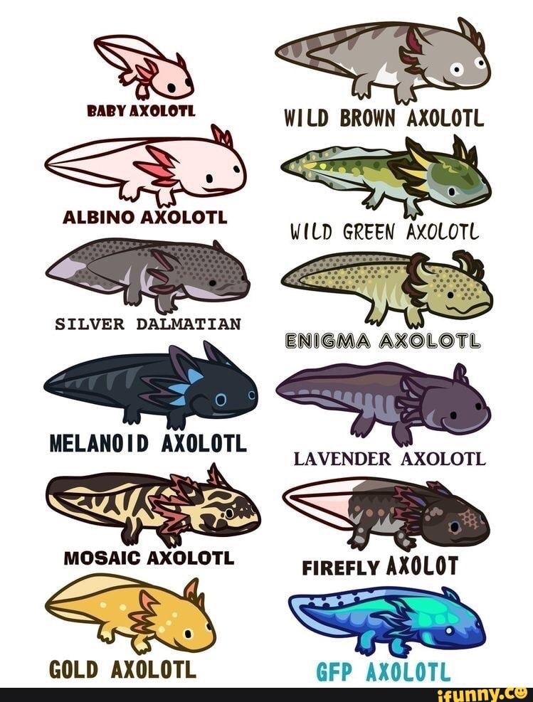 Baby Axolotl Wild Brown Axolotl Albino Axolotl Wild Green Axolotl Silver Dalmatian Enigma Axolotl Melanoid Axolotl Vender Axolotl Mosaic Axolotl Firefly Axolot Gfp Axolotl Gold Axolotl