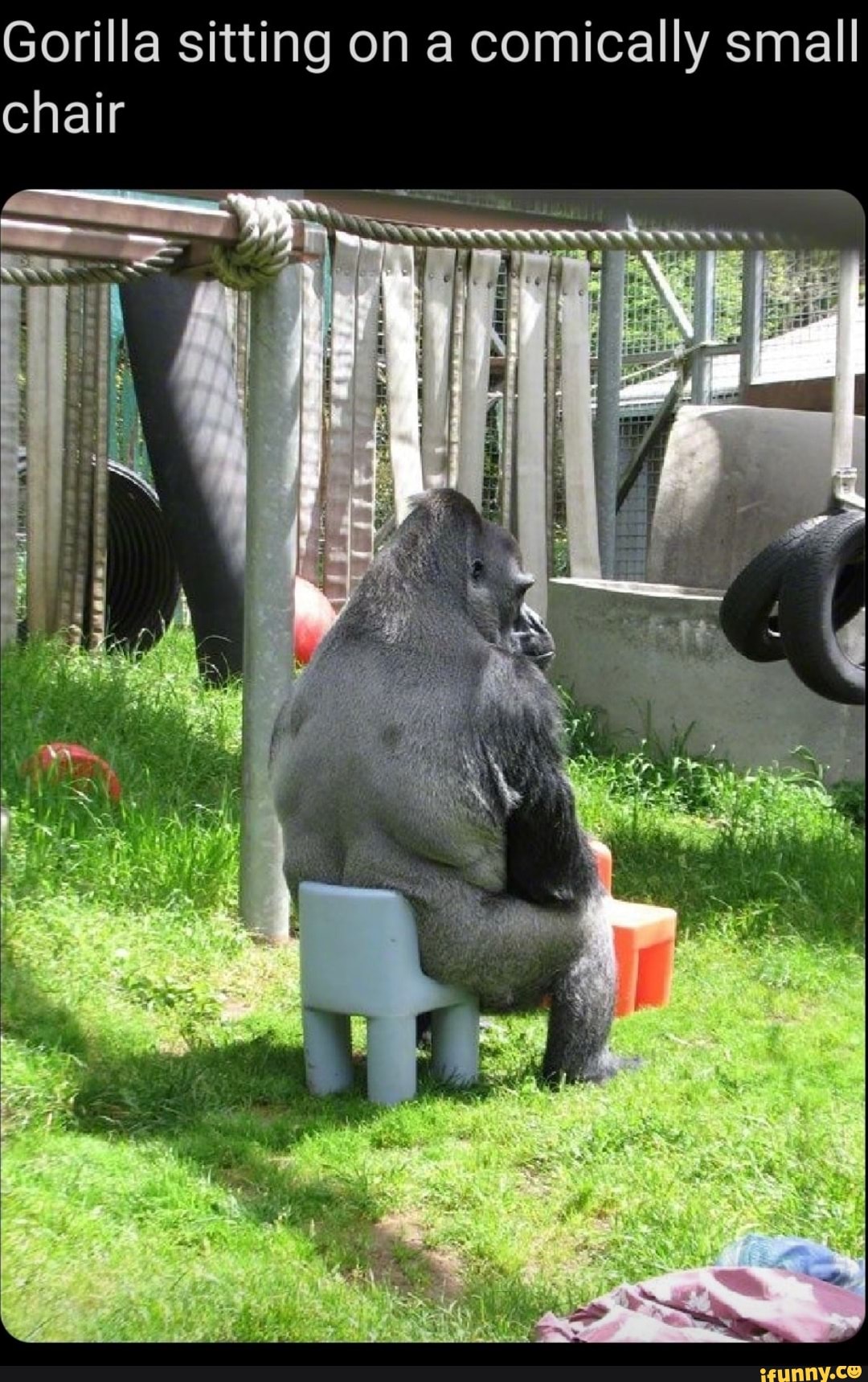 Gorilla sitting on a comically small chair - iFunny