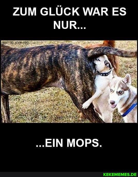 ZUM GLÜCK WAR ES NUR...
"EIN MOPS.