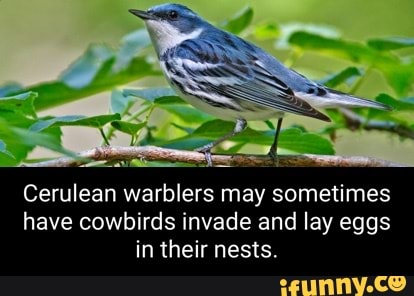 Cowbirds memes. Best Collection of funny Cowbirds pictures on iFunny Brazil