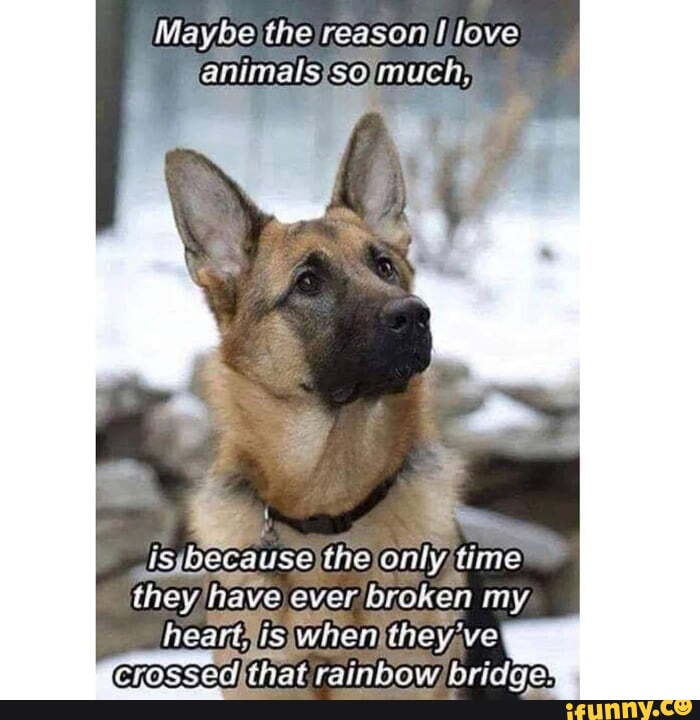 Maybe the reason love animals so much, is the only time they have ever  broken my heart, is when they've 