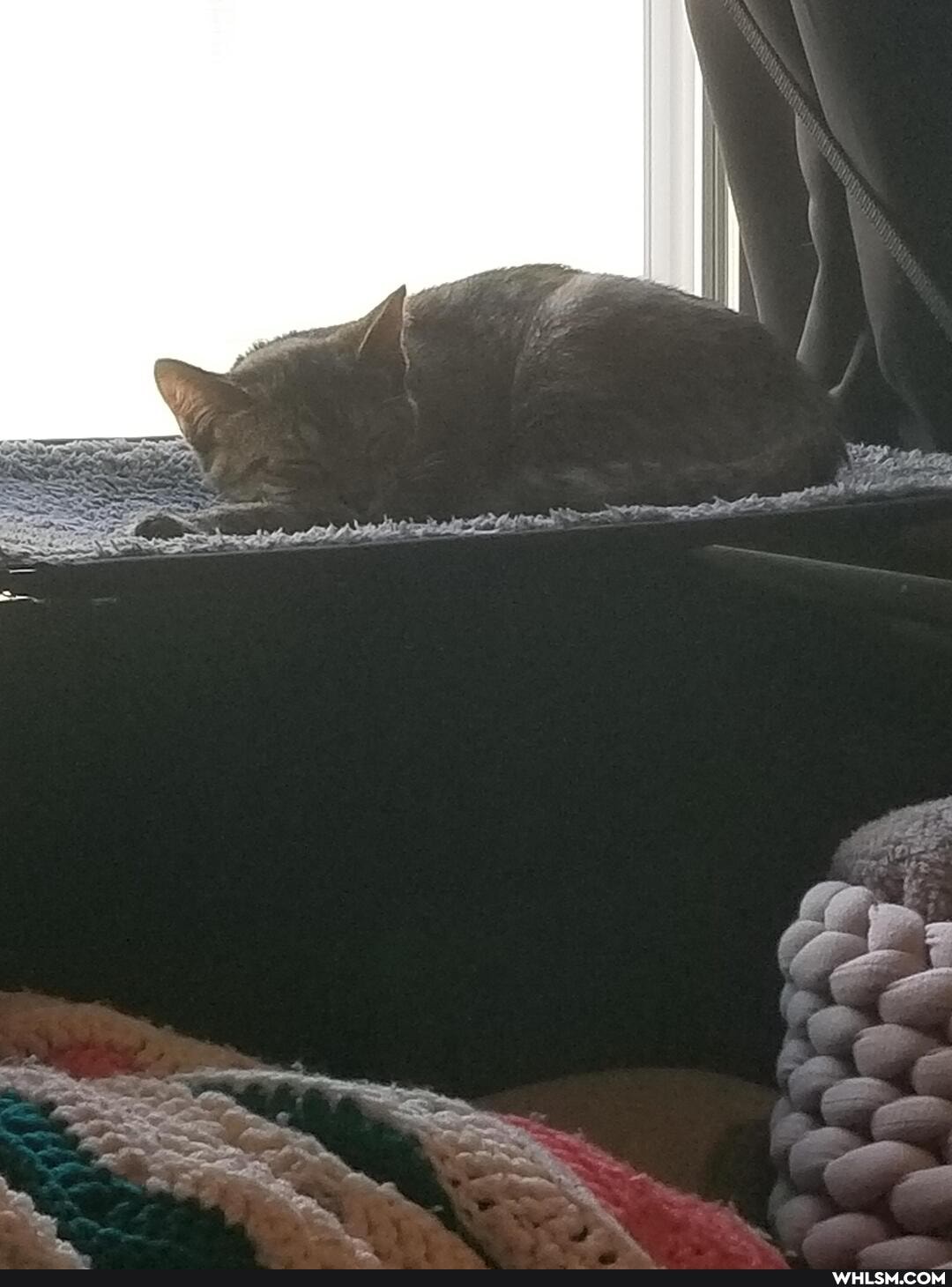 cat, aww, kittens