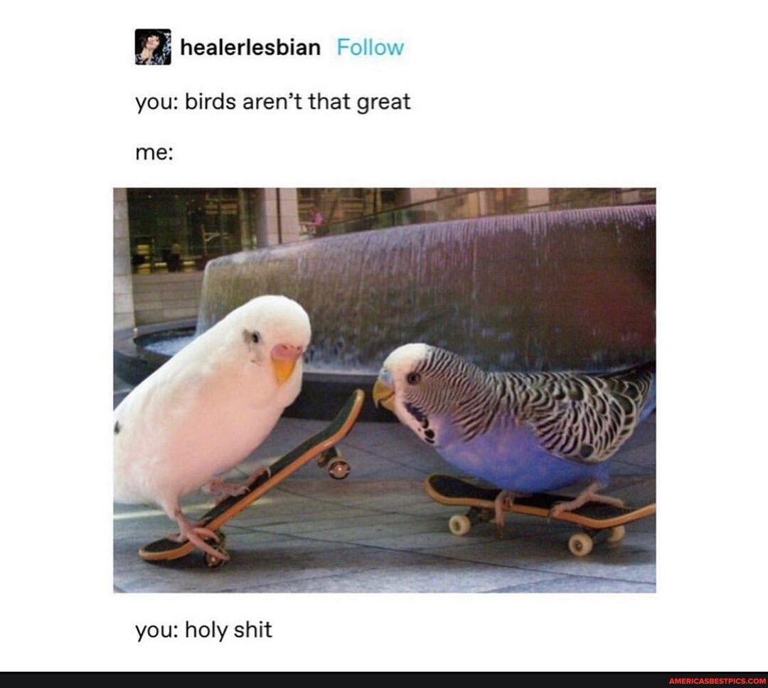 you: birds aren't that great
me:
you: holy shit
