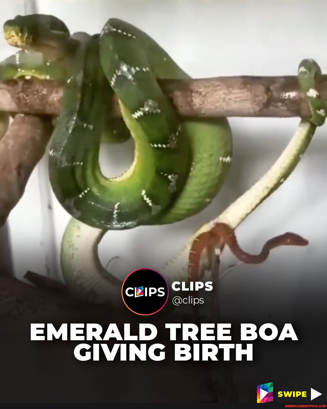 Emerald tree boas are known as live bearing snakes This means that they