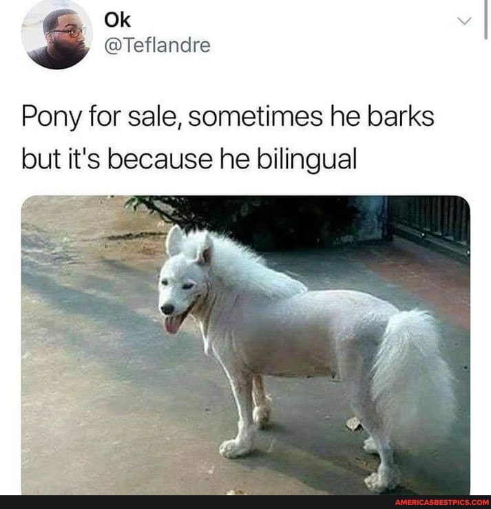Ok
BO
Pony for sale, sometimes he barks but it's because he bilingual