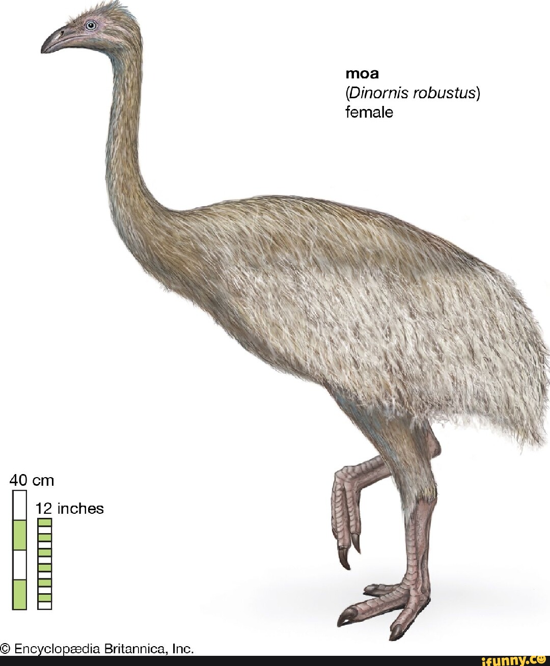 Moa (Dinornis robustus) female 40 cm 12 inches Encyclopedia Britannica ...