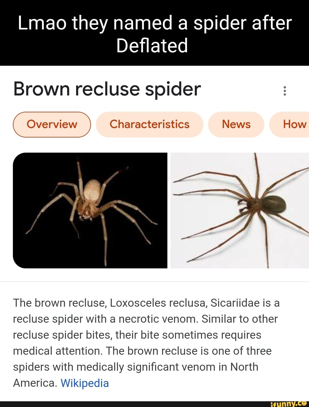 Lmao they named a spider after Deflated Brown recluse spider Overview ...