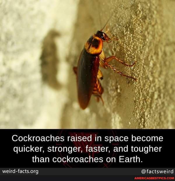 Cockroaches raised in space quicker, stronger, faster, and