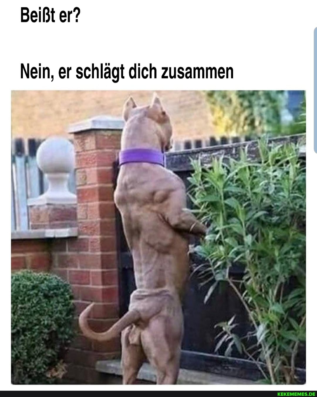 Beißt er? Nein, er schlägt dich zusammen - Keke