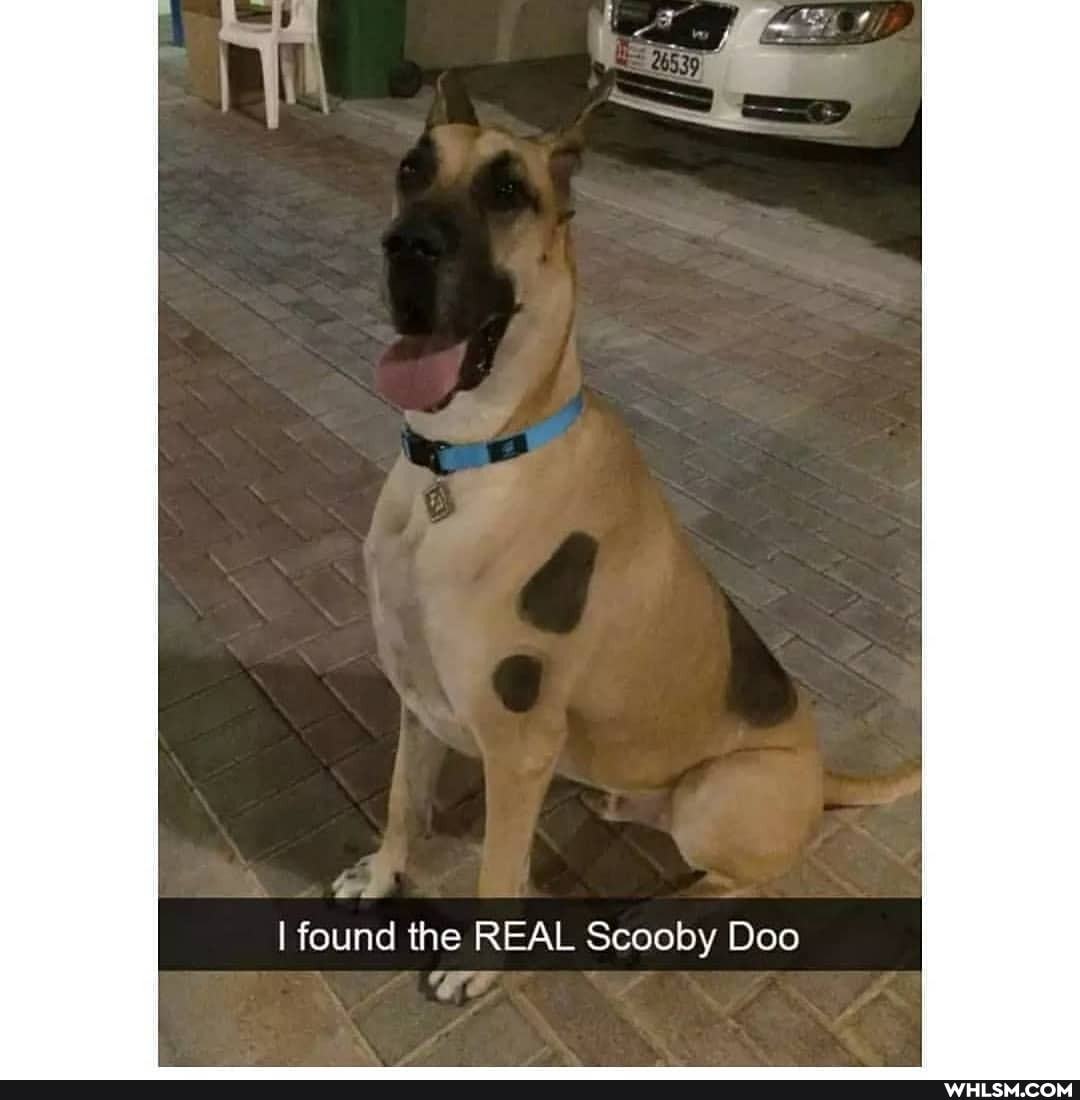 I found the REAL Scooby Doo
