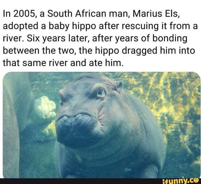 In 2005, a South African man, Marius Els, adopted a baby hippo after ...