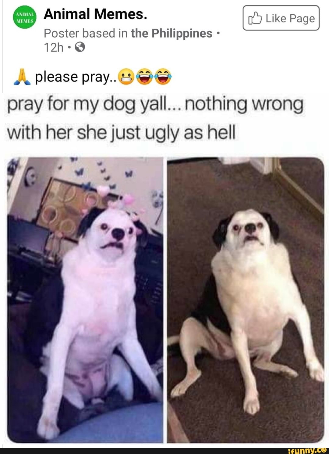 Animal Memes. Like Page Poster based in the Philippines - please pray.  @@@H) pray for my dog yall... nothing wrong with her she just ugly as hell  