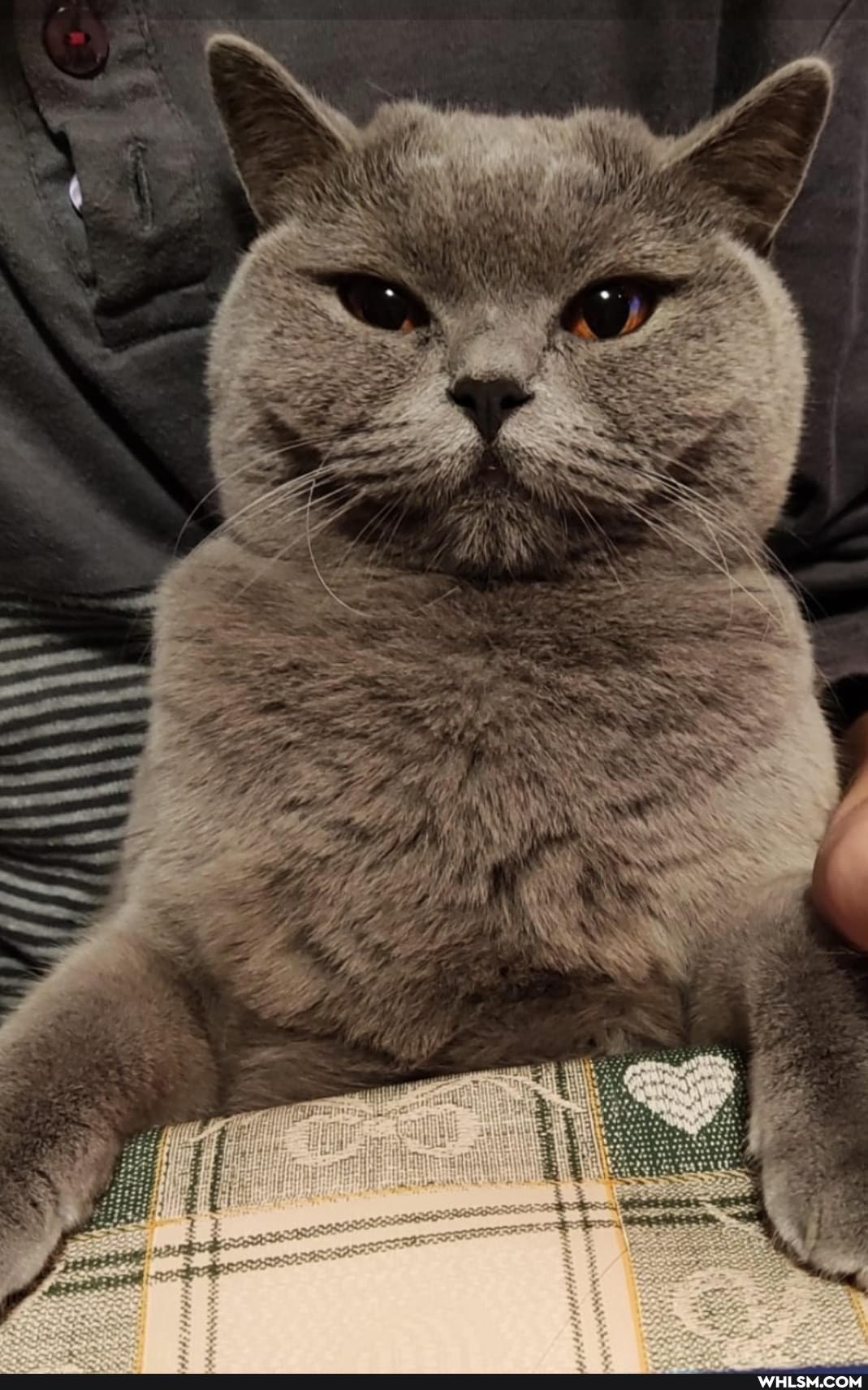 funny, cats, love