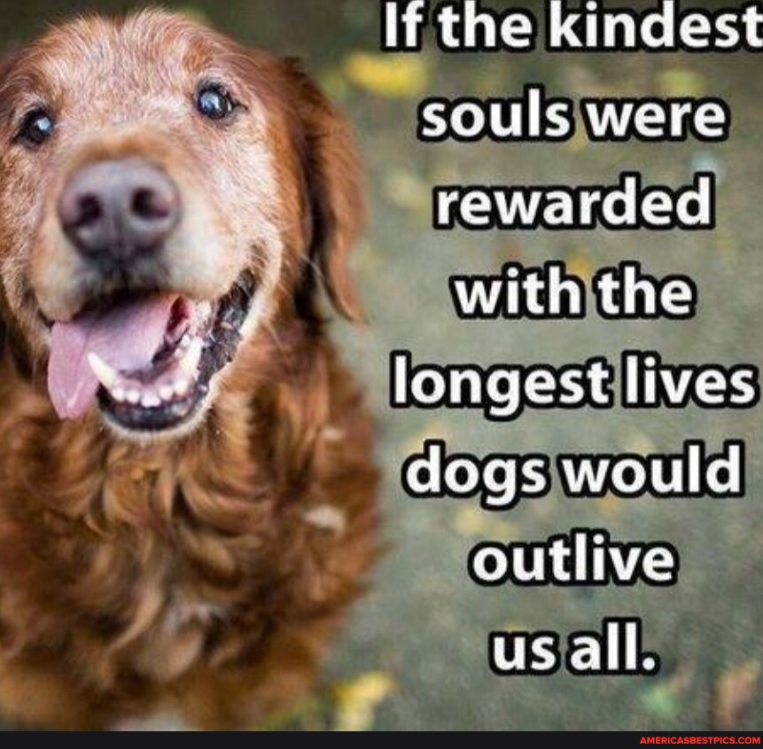 Li the kindest souls were rewarded with the longest lives dogs would ...