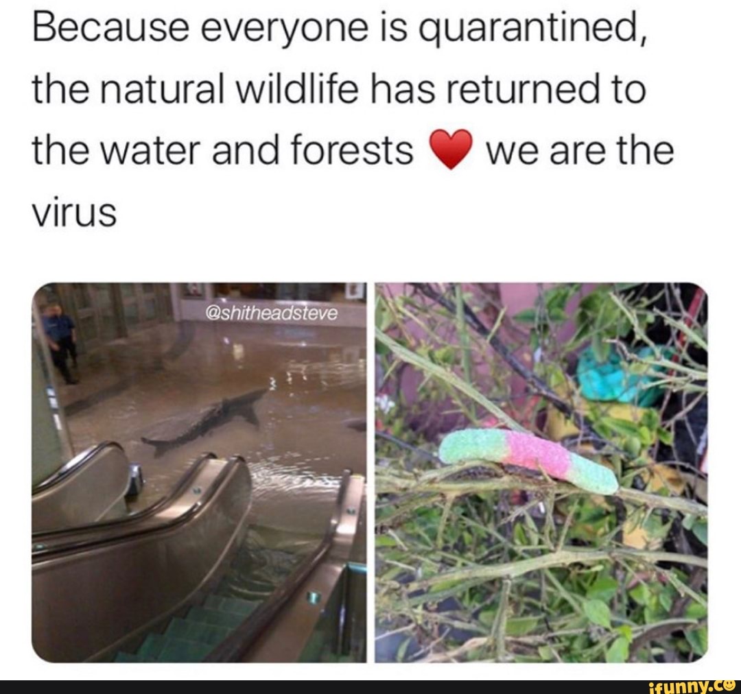 Because everyone is quarantined,
the natural wildlife has returned to
the water and forests Y we are the
virus
