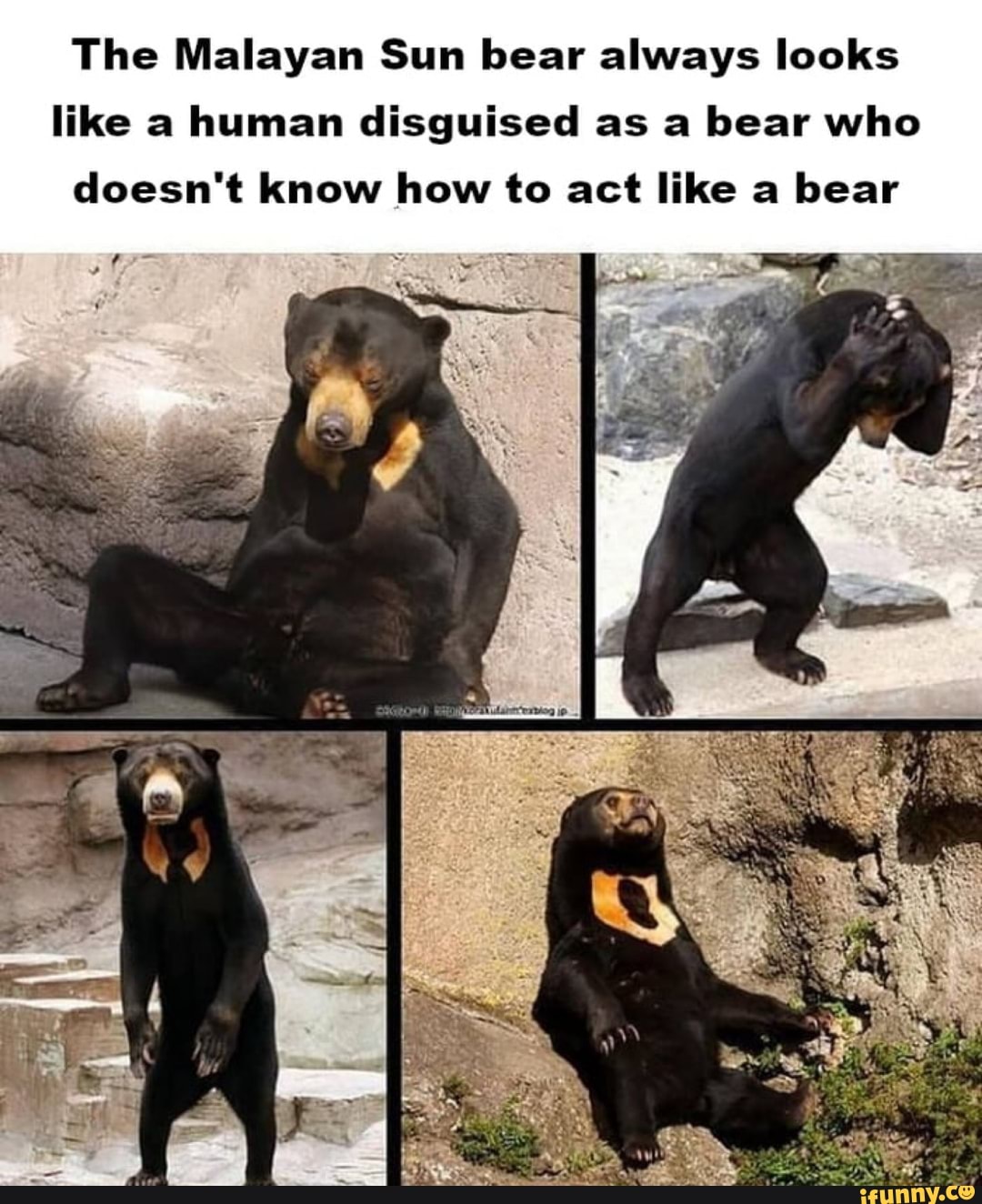 The Malayan Sun bear always looks like a human disguised as a bear who ...