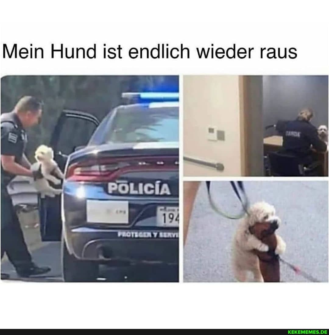 Mein Hund ist endlich wieder raus