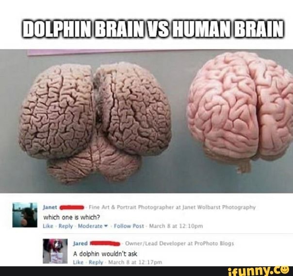 DOLPHIN BRAIN VS HUMAN BRAIN which one is which? Like Reply Moderate