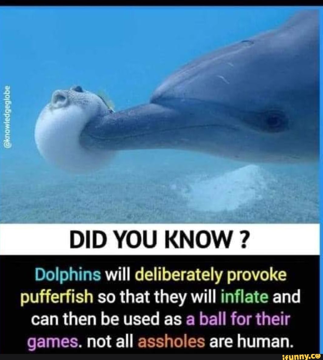 @knowledgeglobe DID YOU KNOW ? Dolphins will deliberately provoke ...