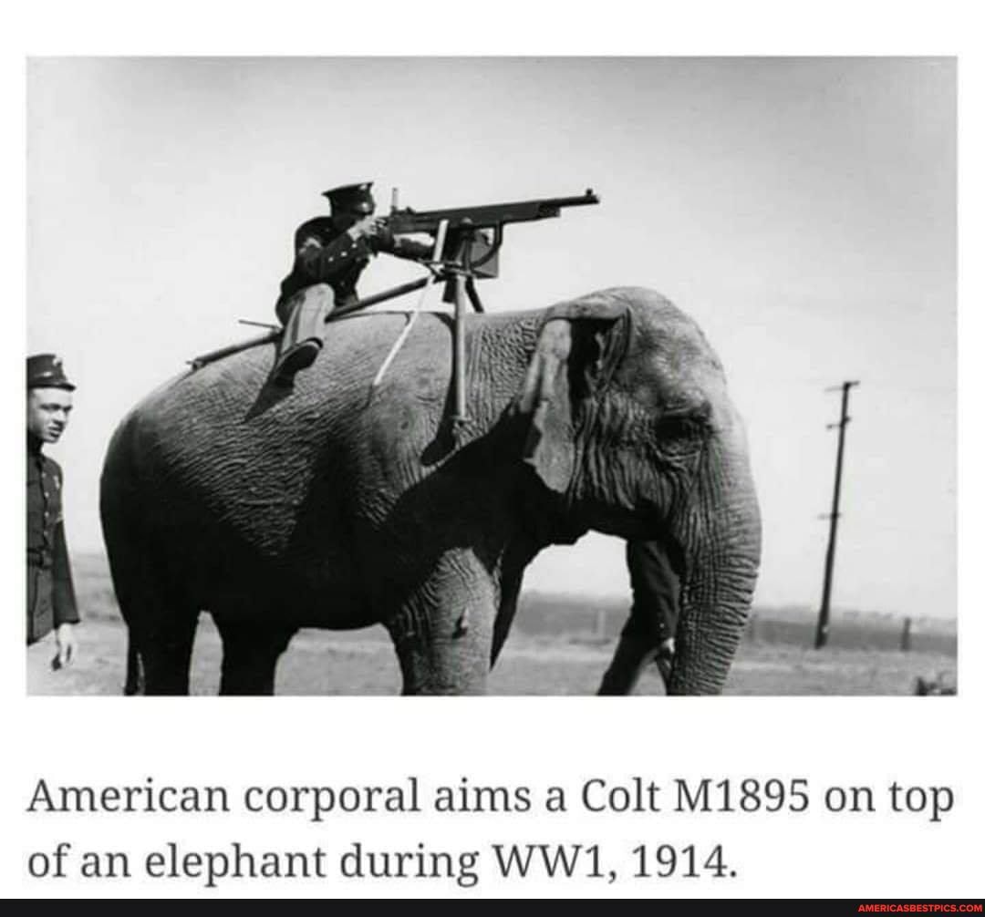 American corporal aims a Colt M1895 on top of an elephant during 1914.