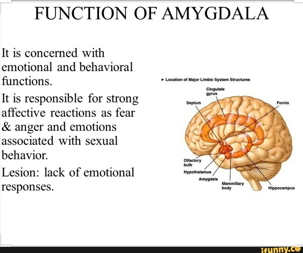 function of amygdala in psychology        <h3 class=