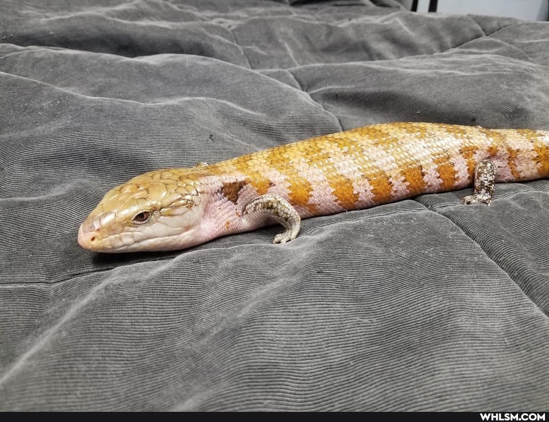 pets, baby_animals, lizard, gecko, blue_tongue_skink