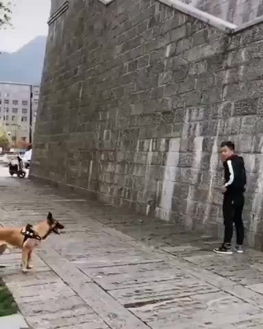 belgian malinois climbing wall