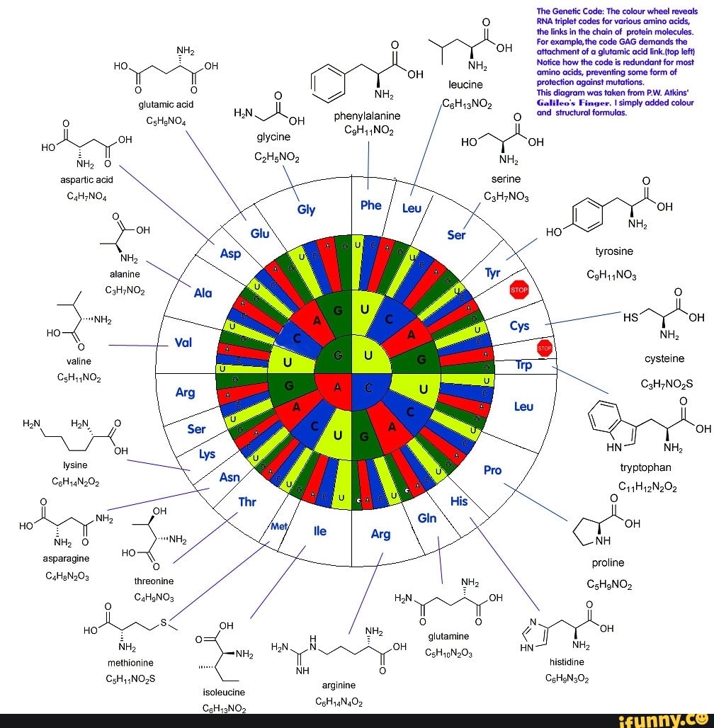 the-genetic-code-codons-consisting-of-three-bases-triplets