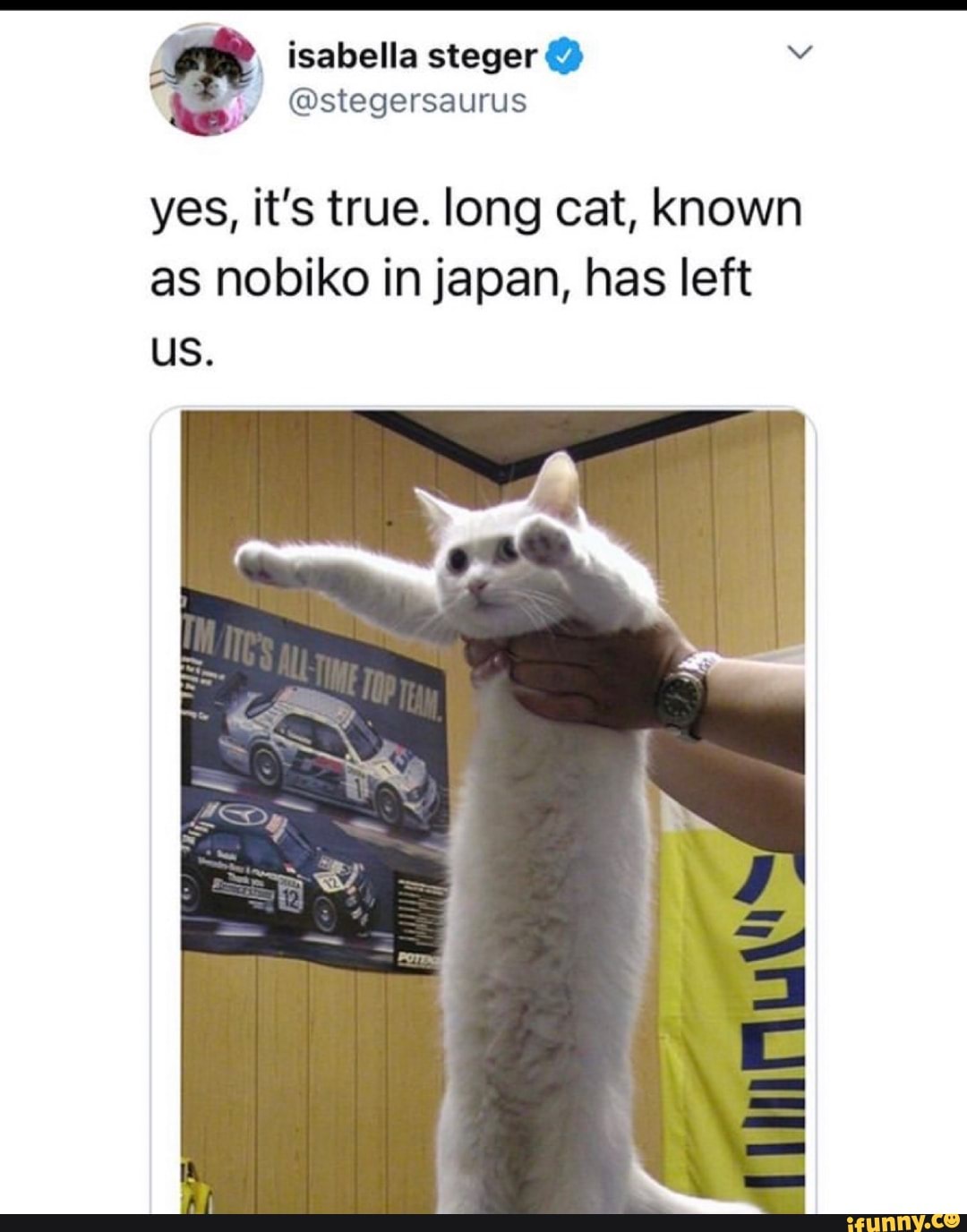 isabella
yes, it's true. long cat, known as nobiko in japan, has left us.