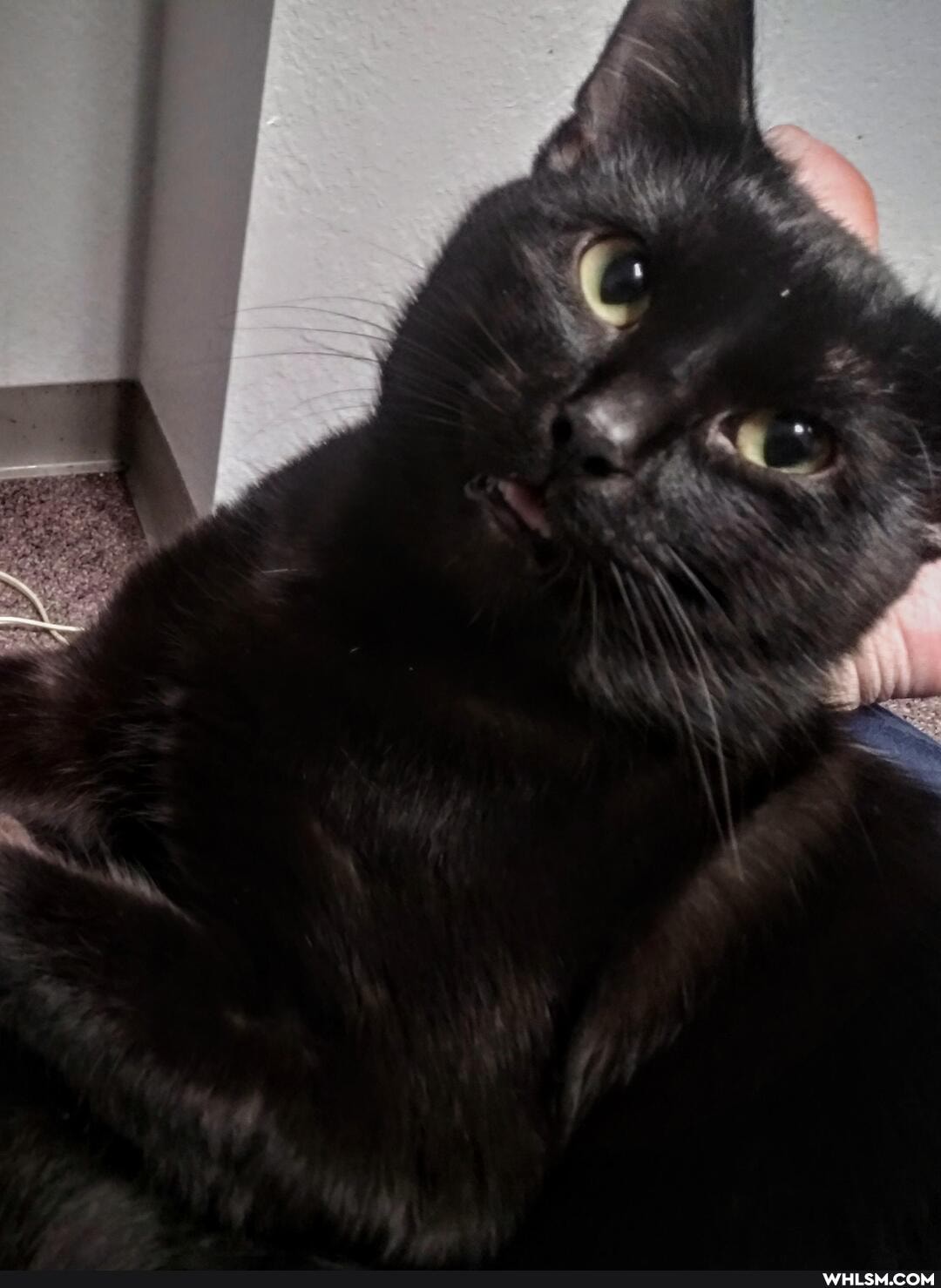 cats