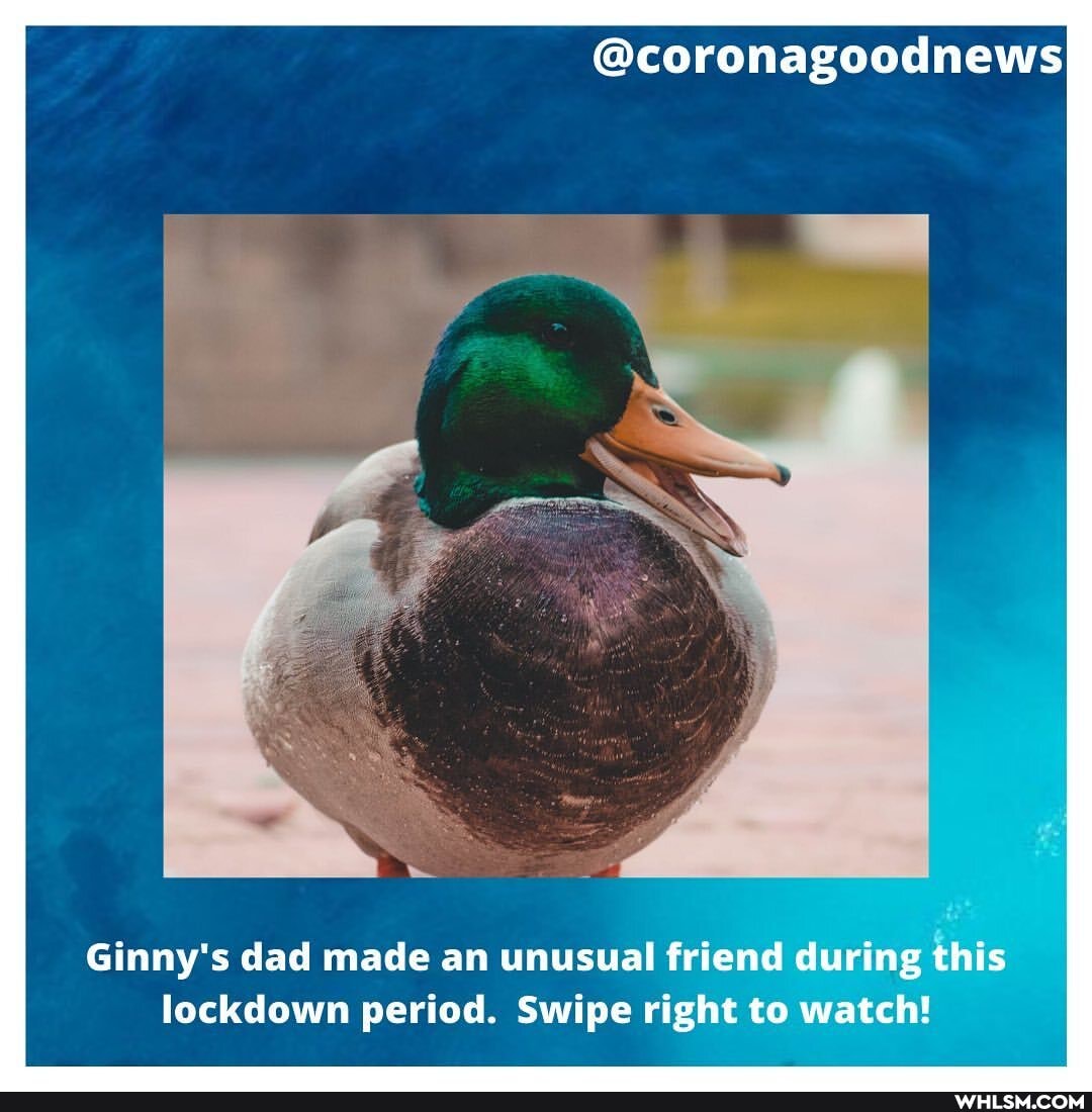 @coronagoodnews
Ginny's dad made an unusual friend during this lockdown period. Swipe right to watch!